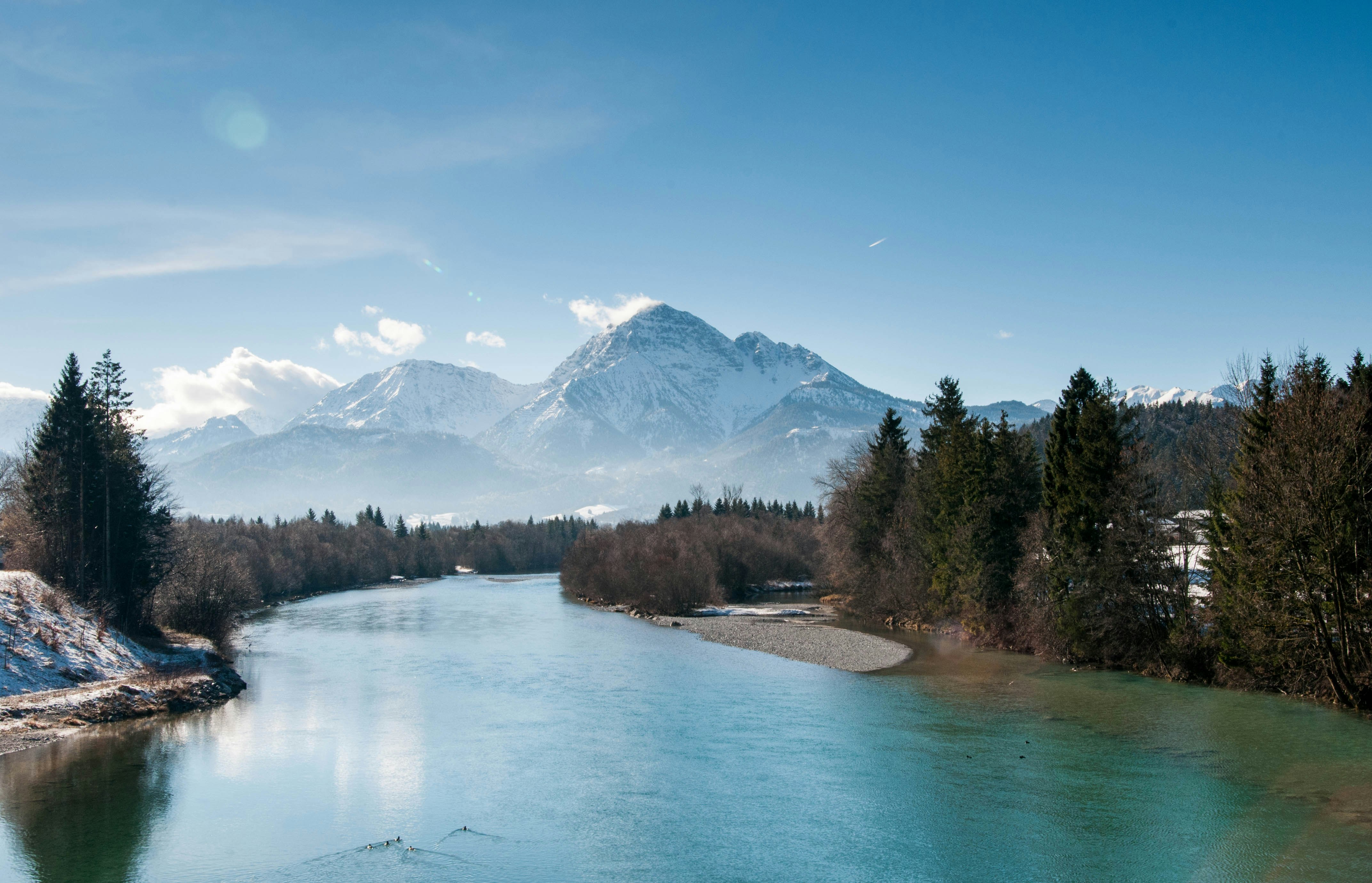 river surrounded by pine trees